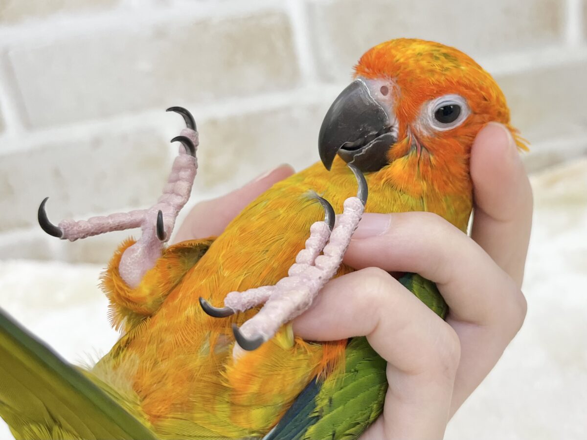コガネメキシコインコ