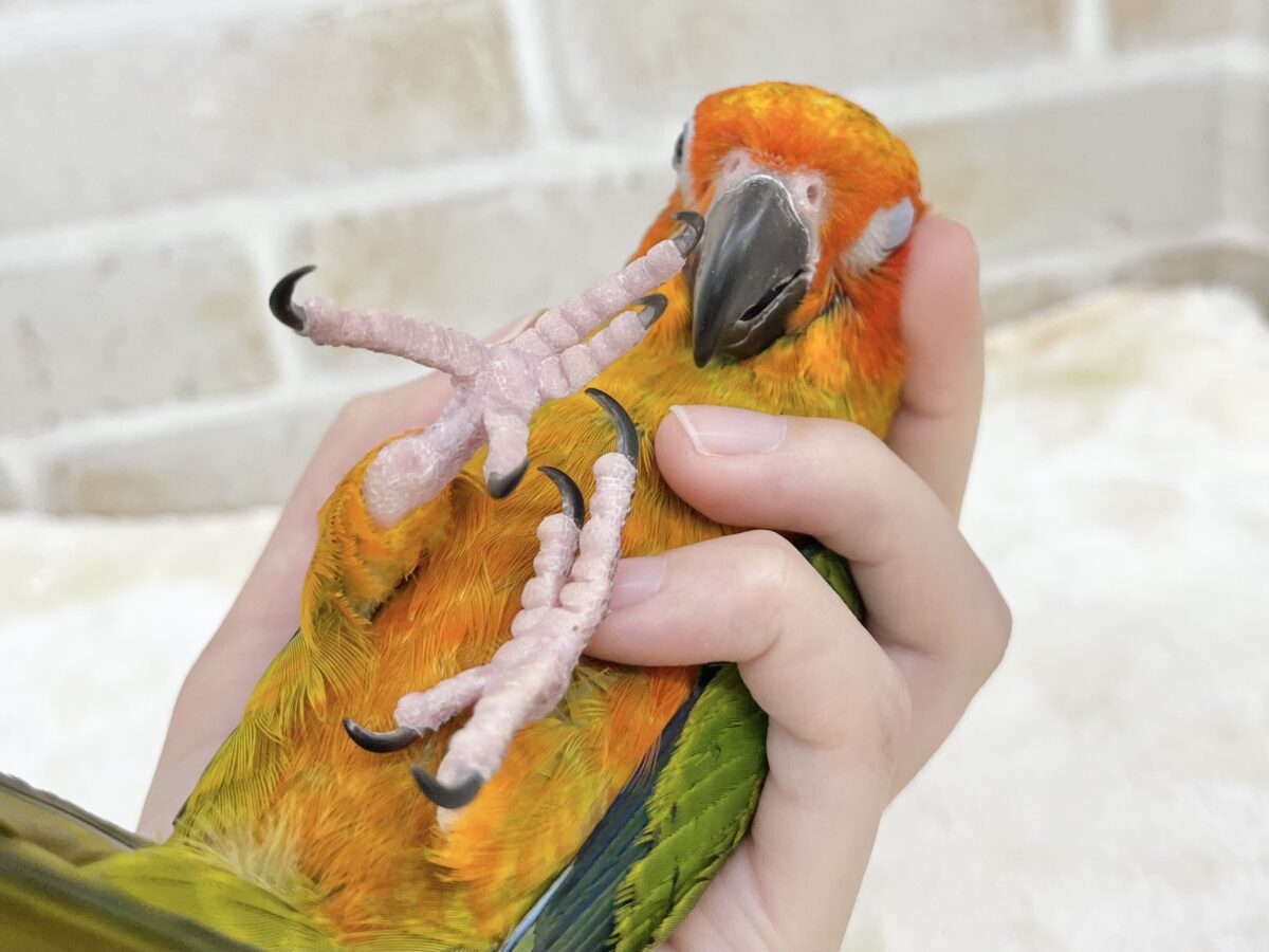コガネメキシコインコ