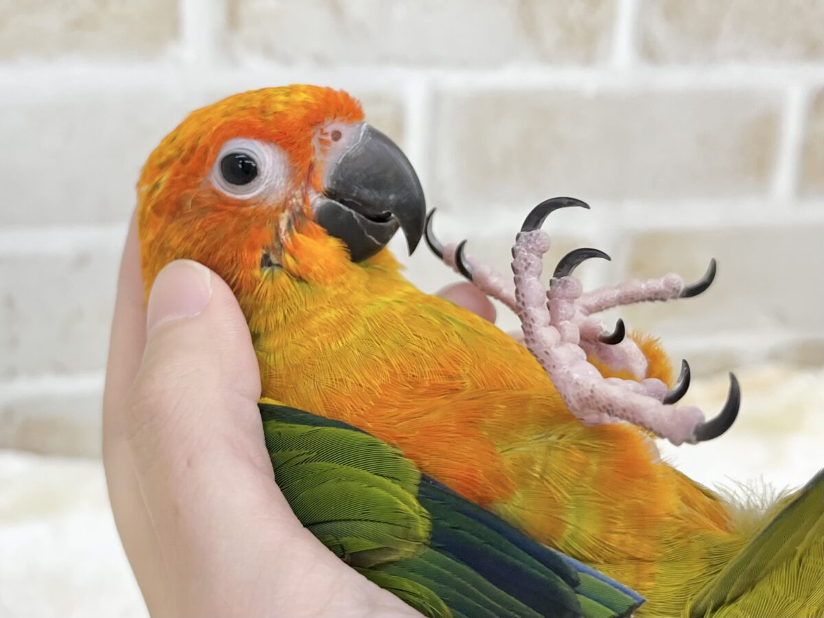 コガネメキシコインコ