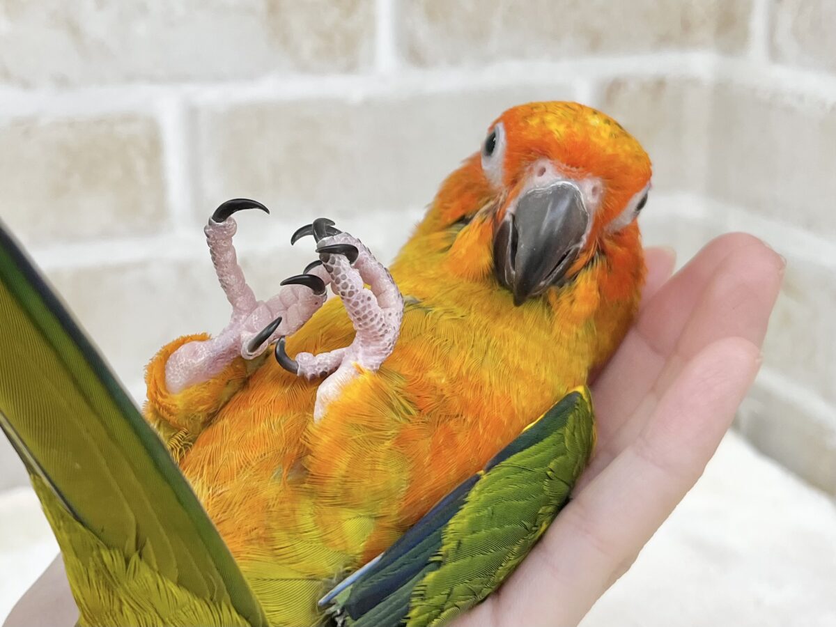 コガネメキシコインコ