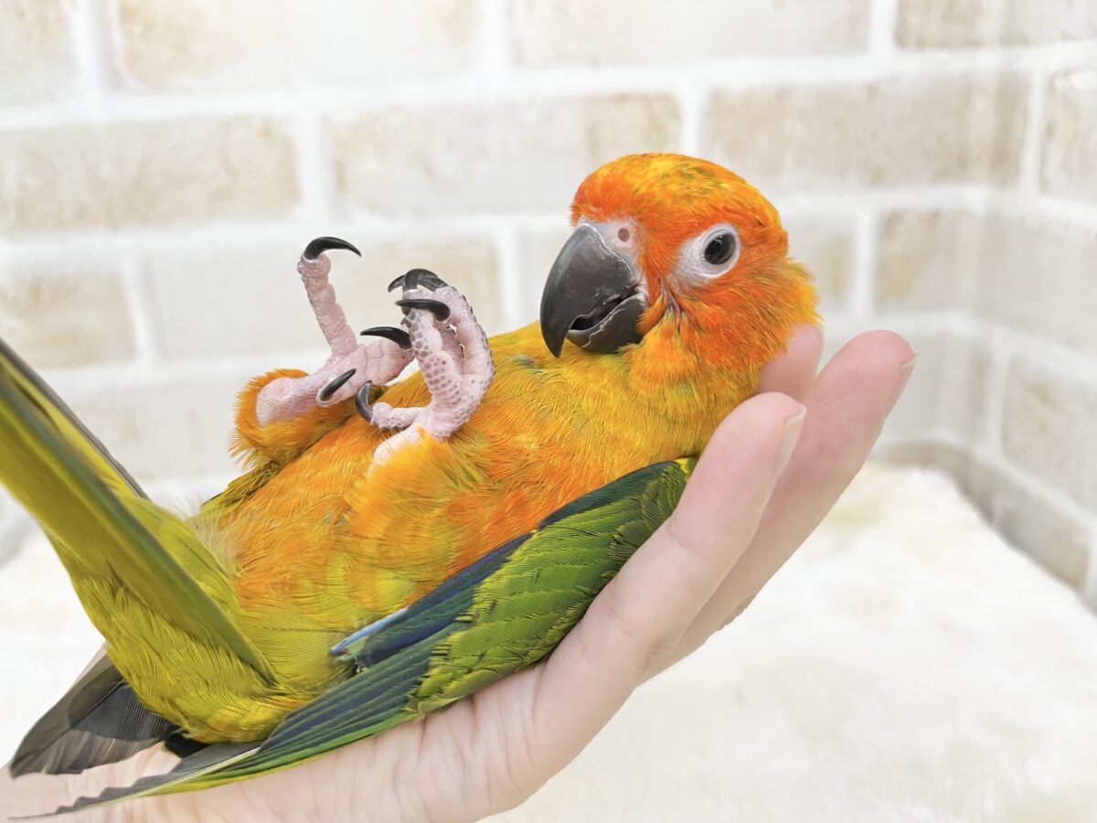 コガネメキシコインコ
