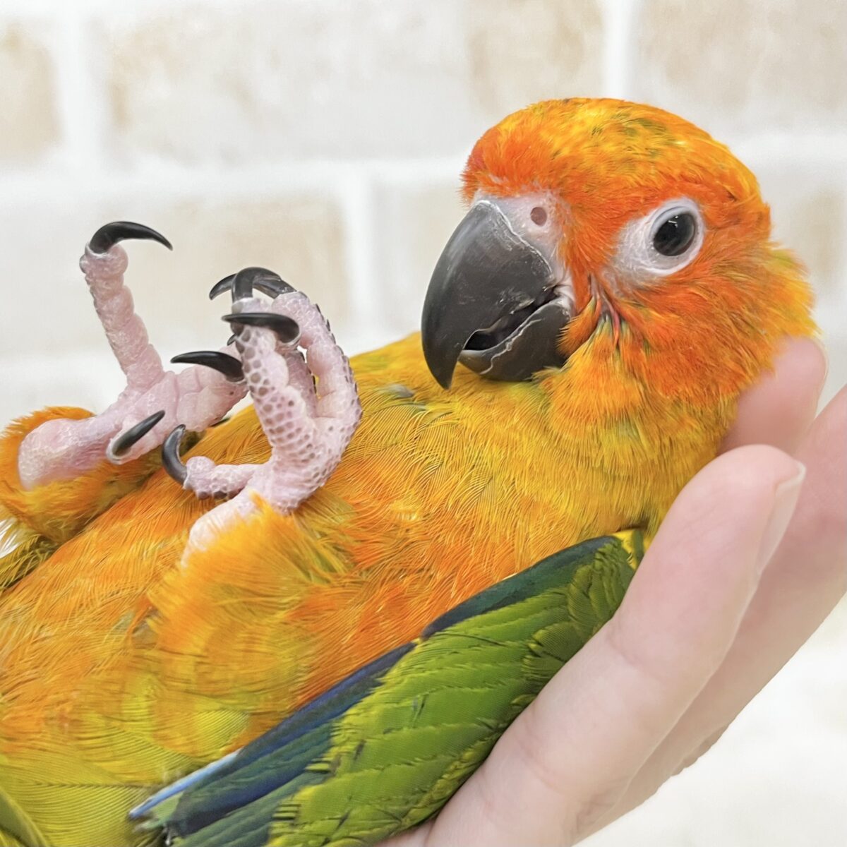 【🆙最新画像あり‼️】べったり甘えん坊ちゃん🦜🧡💛　コガネメキシコインコ