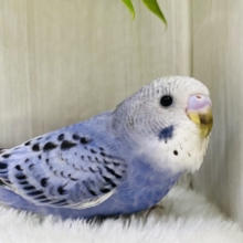 セキセイインコ の販売一覧| 千葉県・栃木県・神奈川県・埼玉県の
