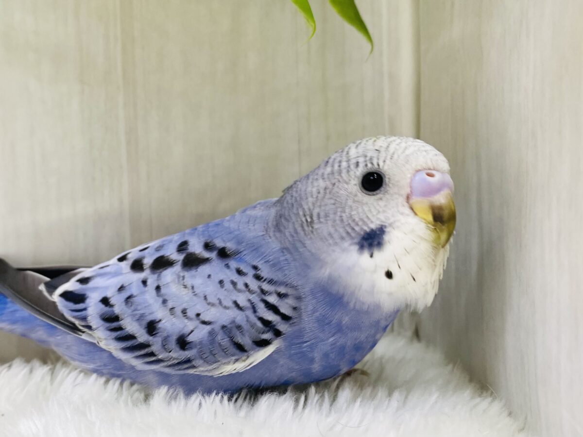 最新画像有ります❗️あと1羽⭐️クールにキメちゃお✩.*˚セキセイインコブルーチーム💙