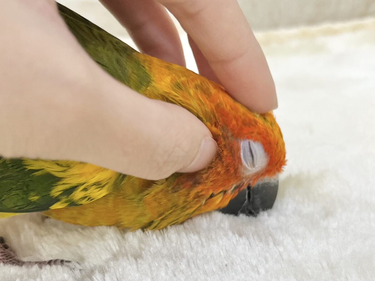 コガネメキシコインコ