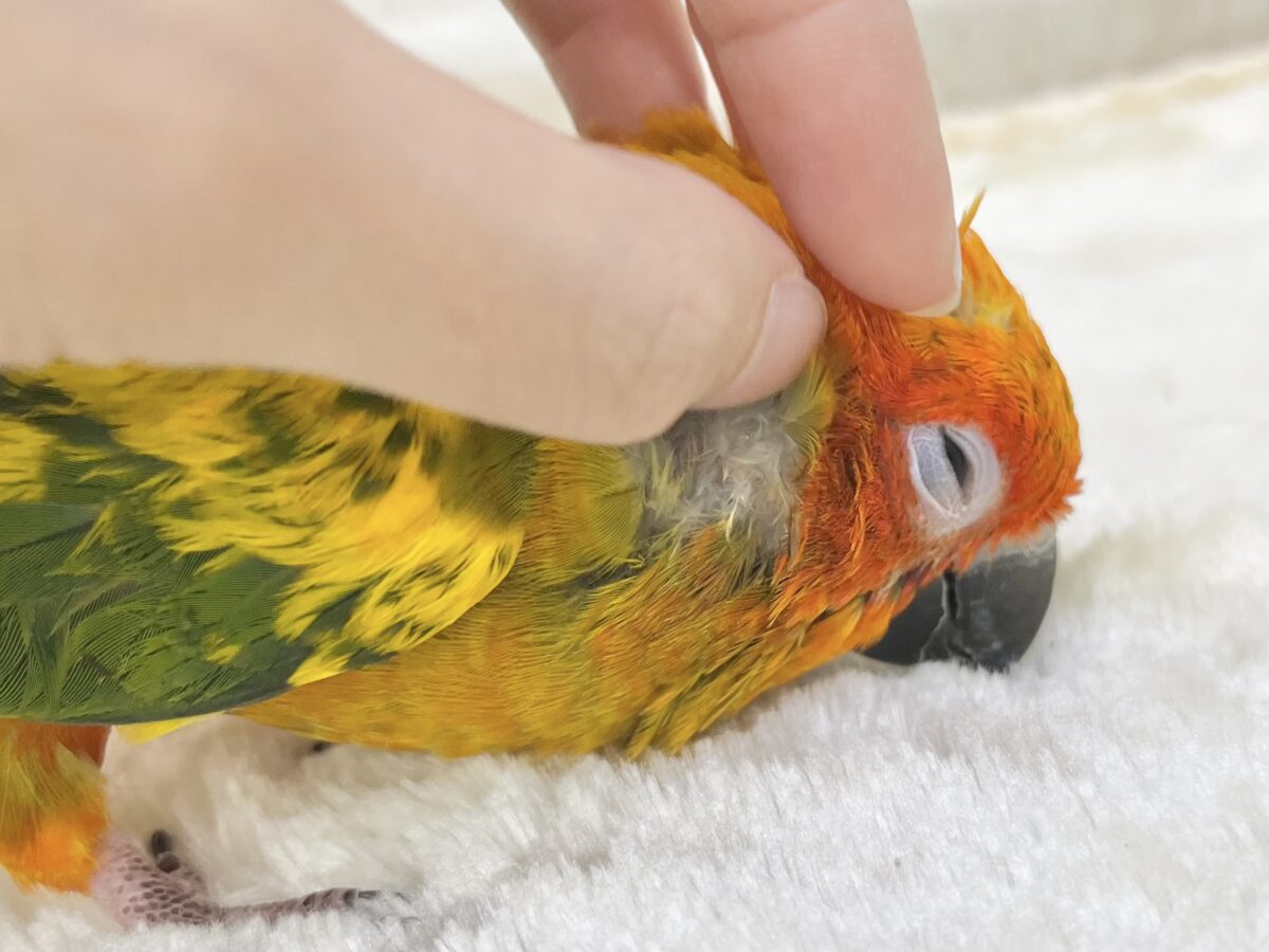 コガネメキシコインコ