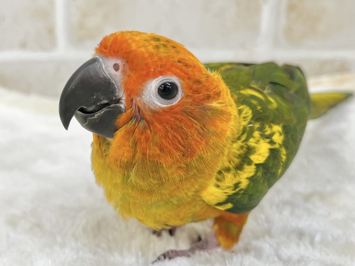コガネメキシコインコ