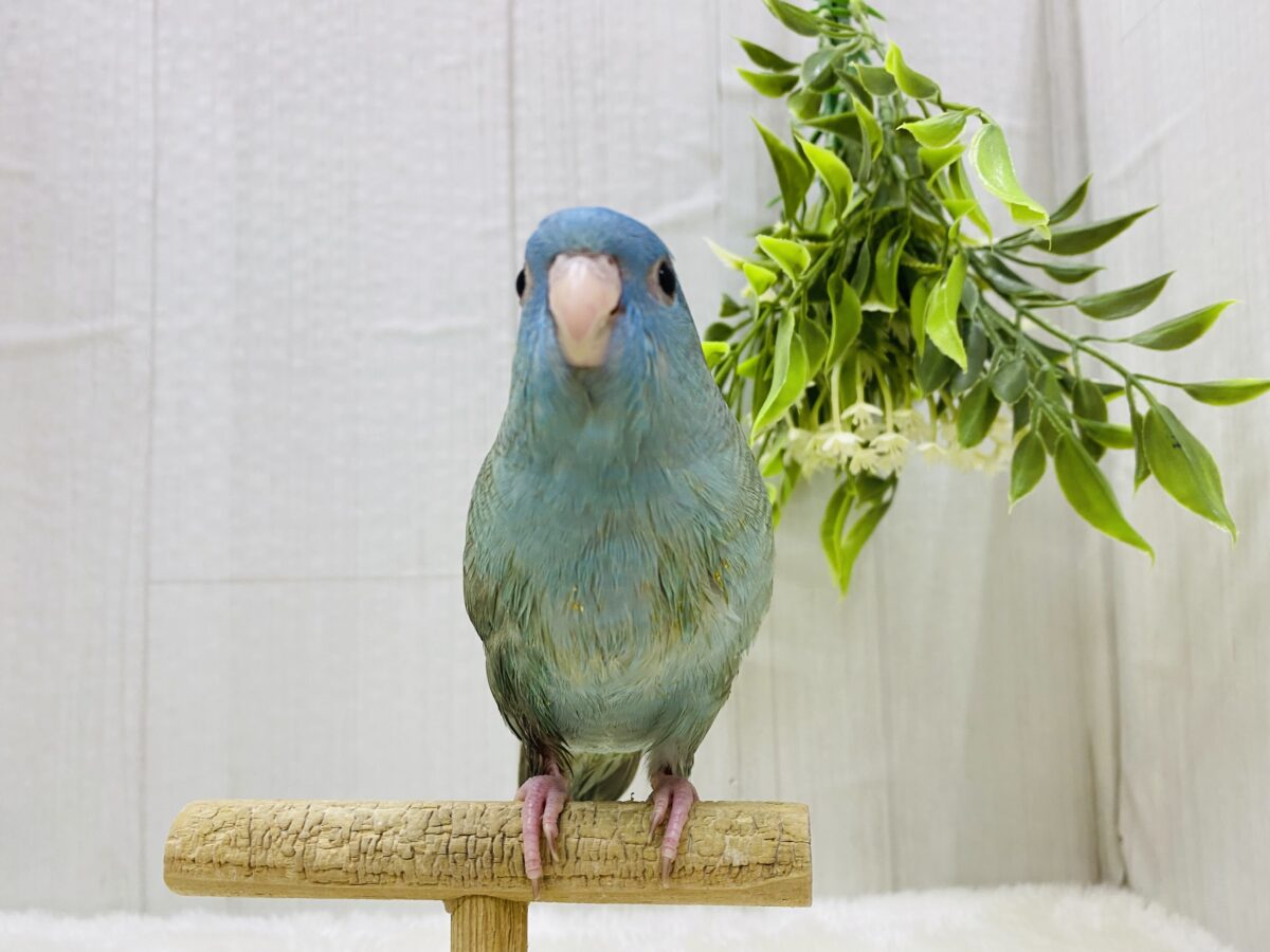 サザナミインコ