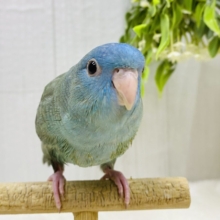 むちむちっ💕愛嬌ふりまくよ〜🥰サザナミインコ（ブルースパングル）