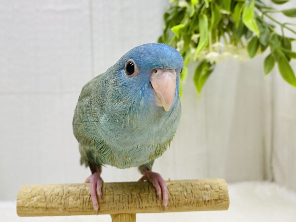むちむちっ💕愛嬌ふりまくよ〜🥰サザナミインコ（ブルースパングル）