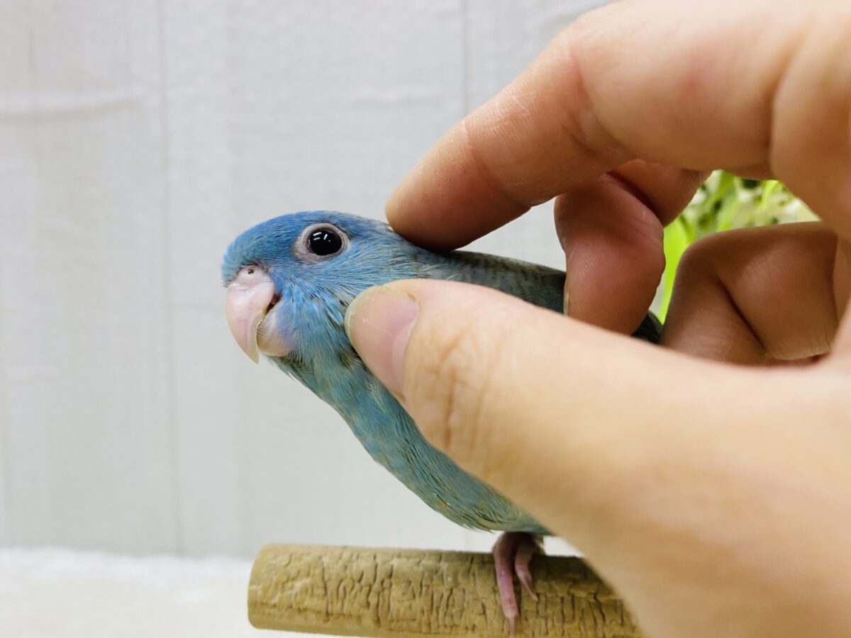 サザナミインコ