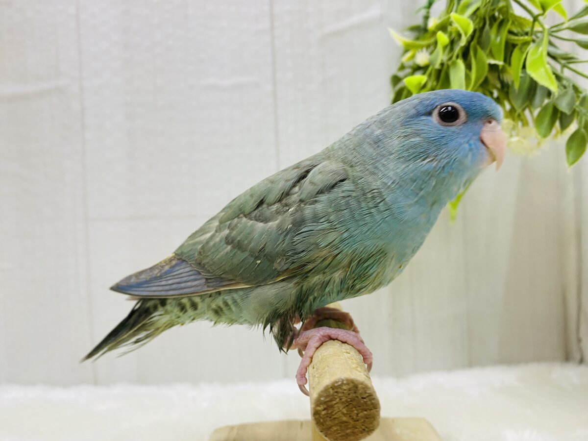 サザナミインコ