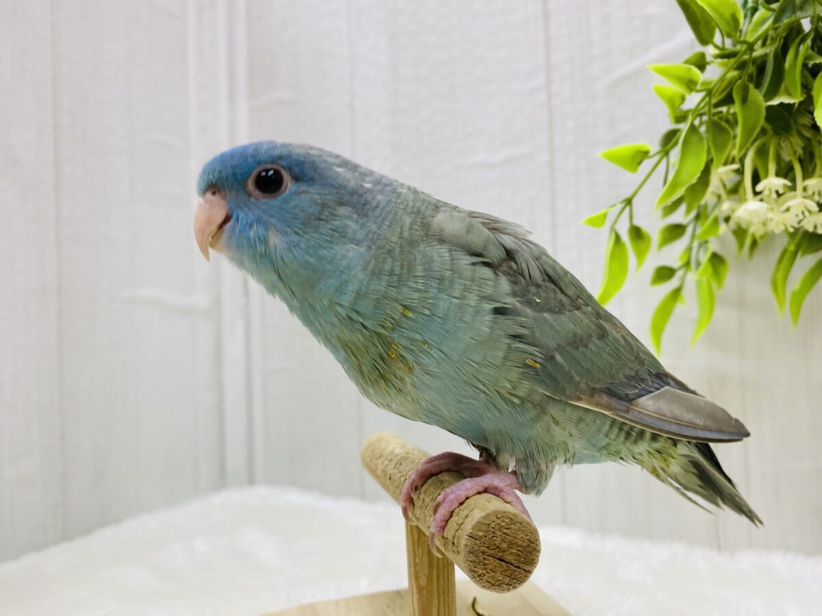サザナミインコ