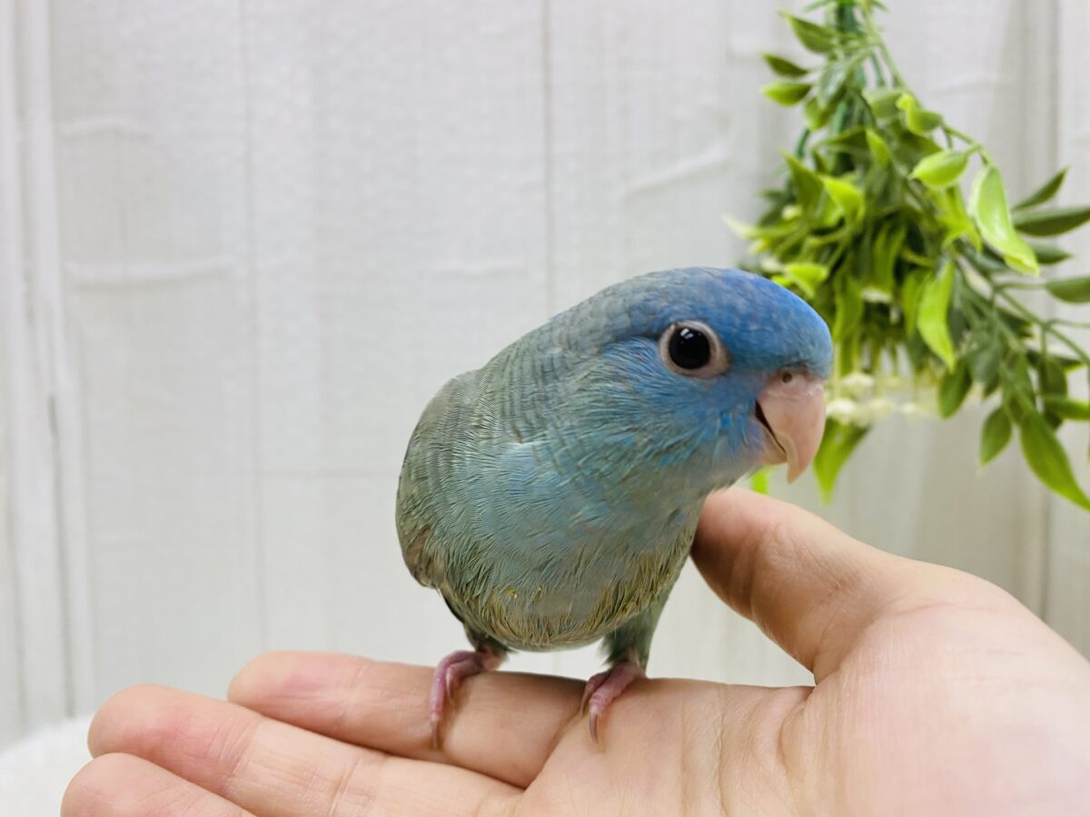 サザナミインコ
