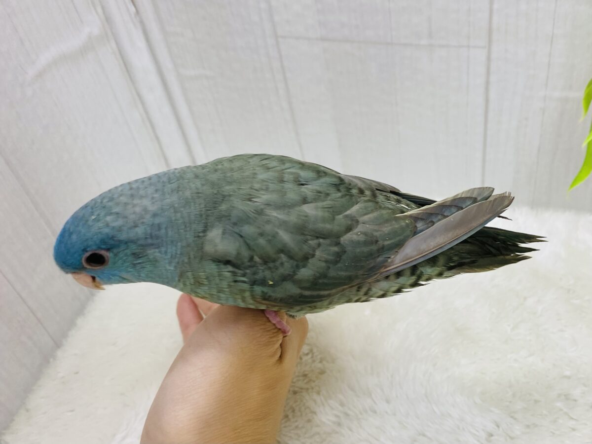 サザナミインコ