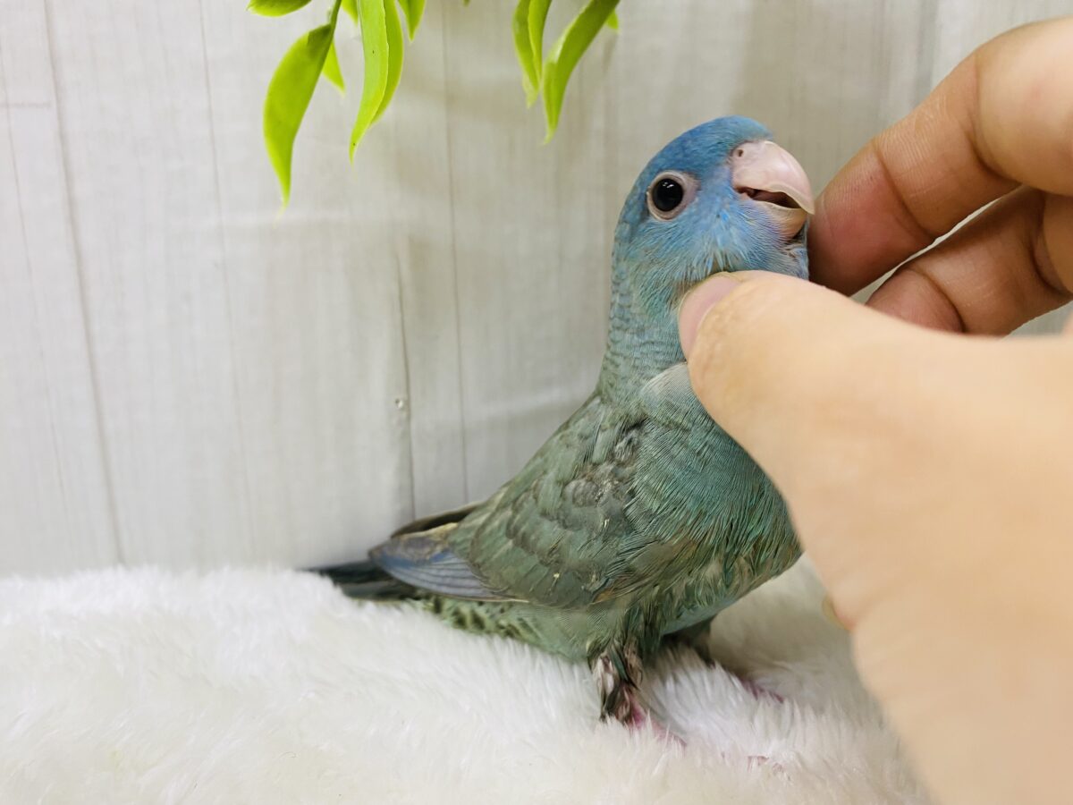 サザナミインコ
