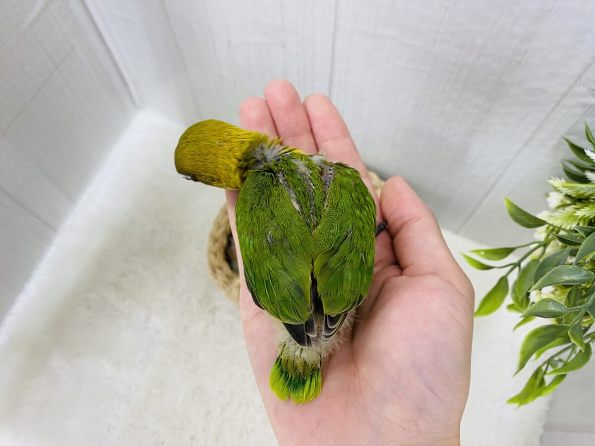 ルリゴシボタンインコ