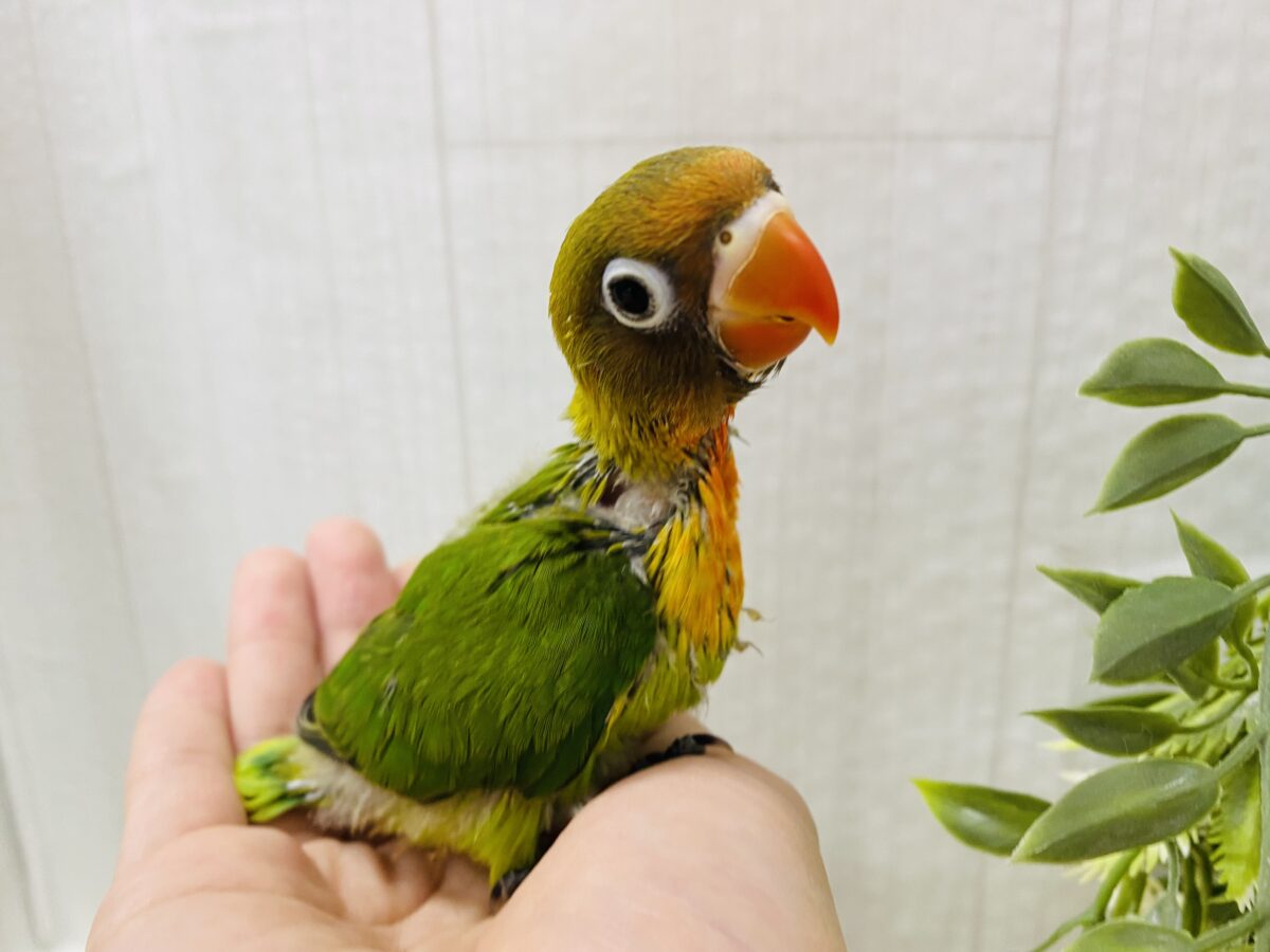 ルリゴシボタンインコ