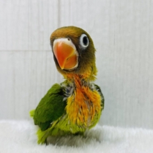 🥭トロピカルパラダイス〜🏝️ルリコシボタンインコ🧡