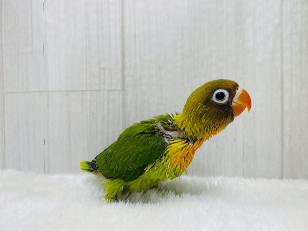 ルリゴシボタンインコ