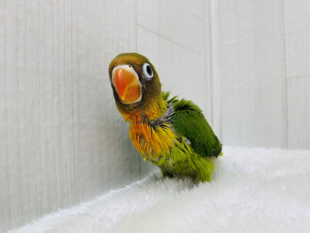 ルリゴシボタンインコ