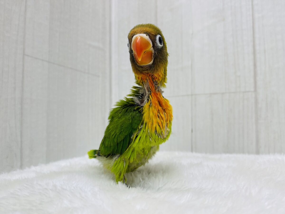 ルリゴシボタンインコ