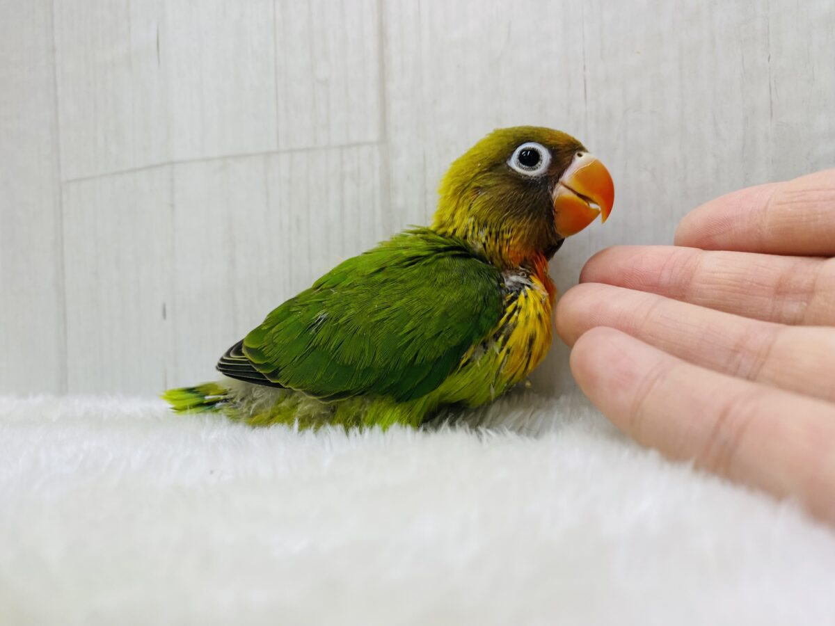 ルリゴシボタンインコ