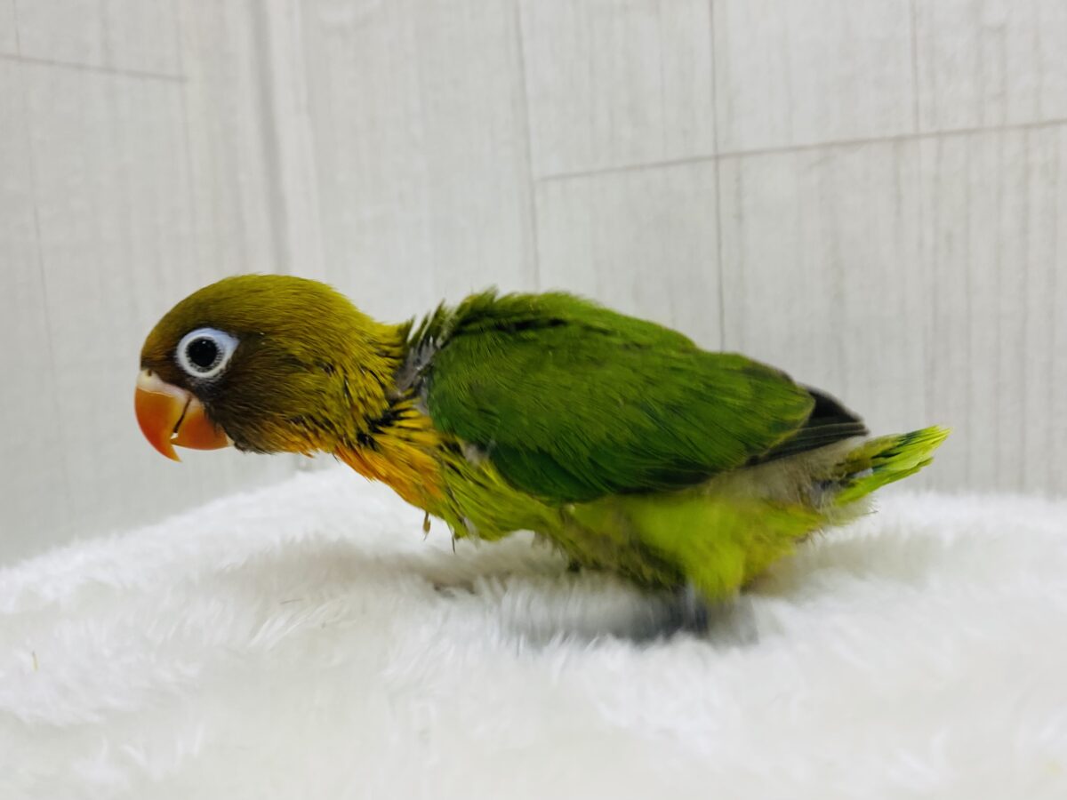 ルリゴシボタンインコ
