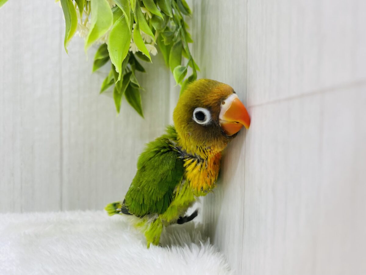 最新画像有ります❗️🥭トロピカルパラダイス〜🏝️ルリコシボタンインコ🧡 ルリゴシボタンインコ