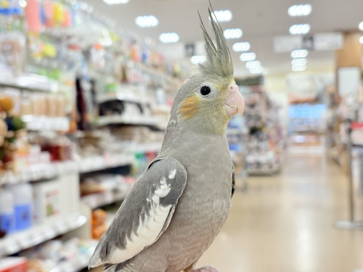 オカメインコ