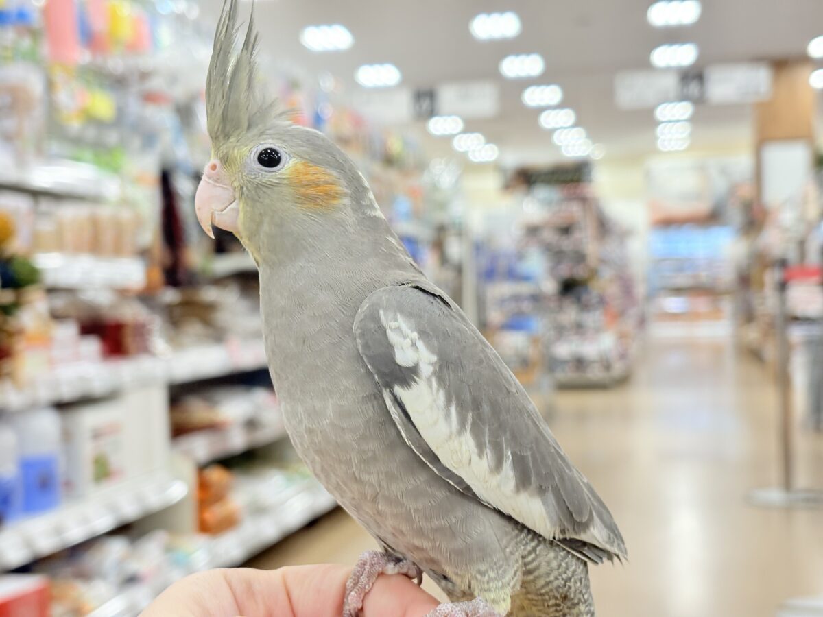 オカメインコ