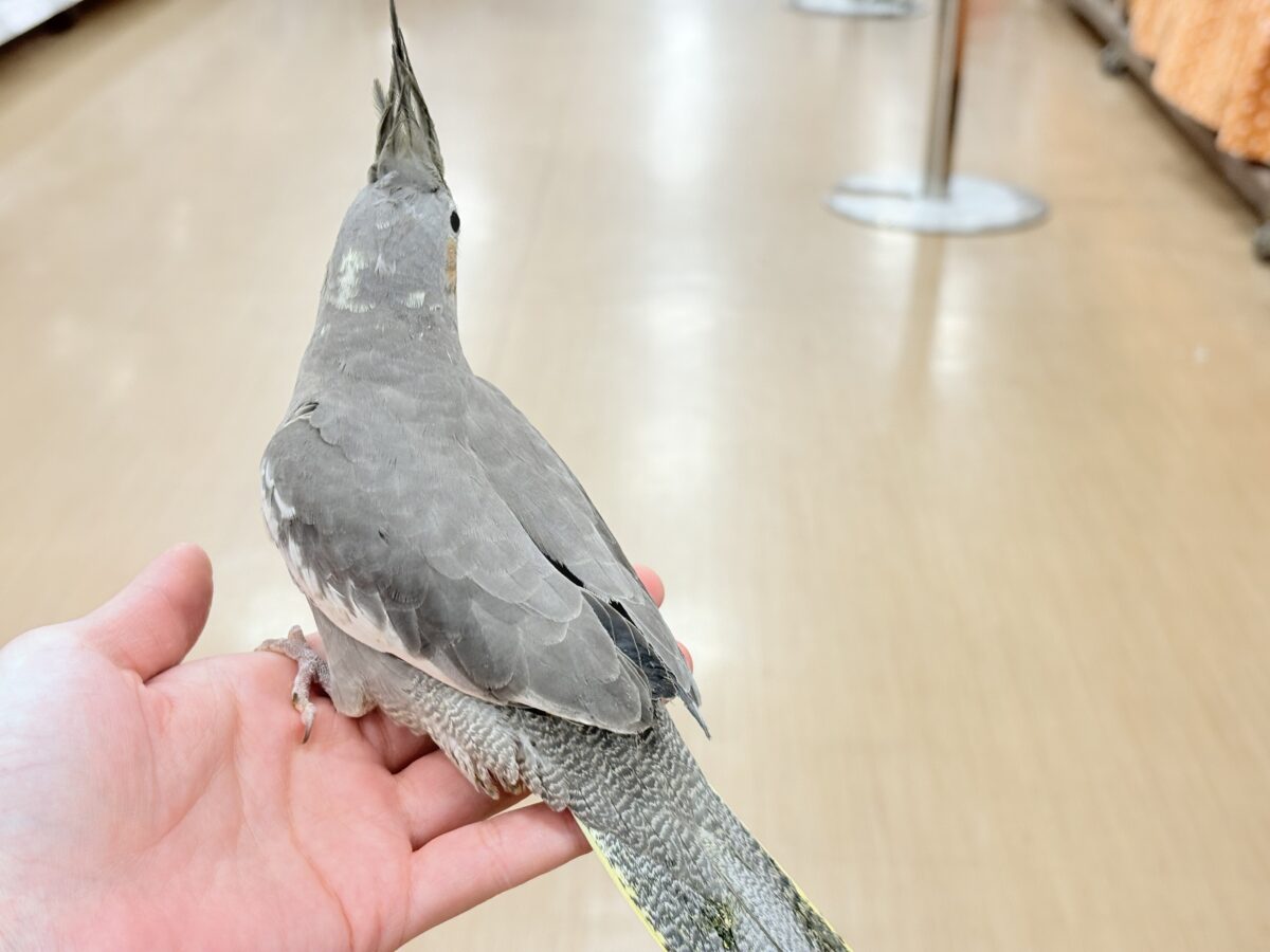 オカメインコ