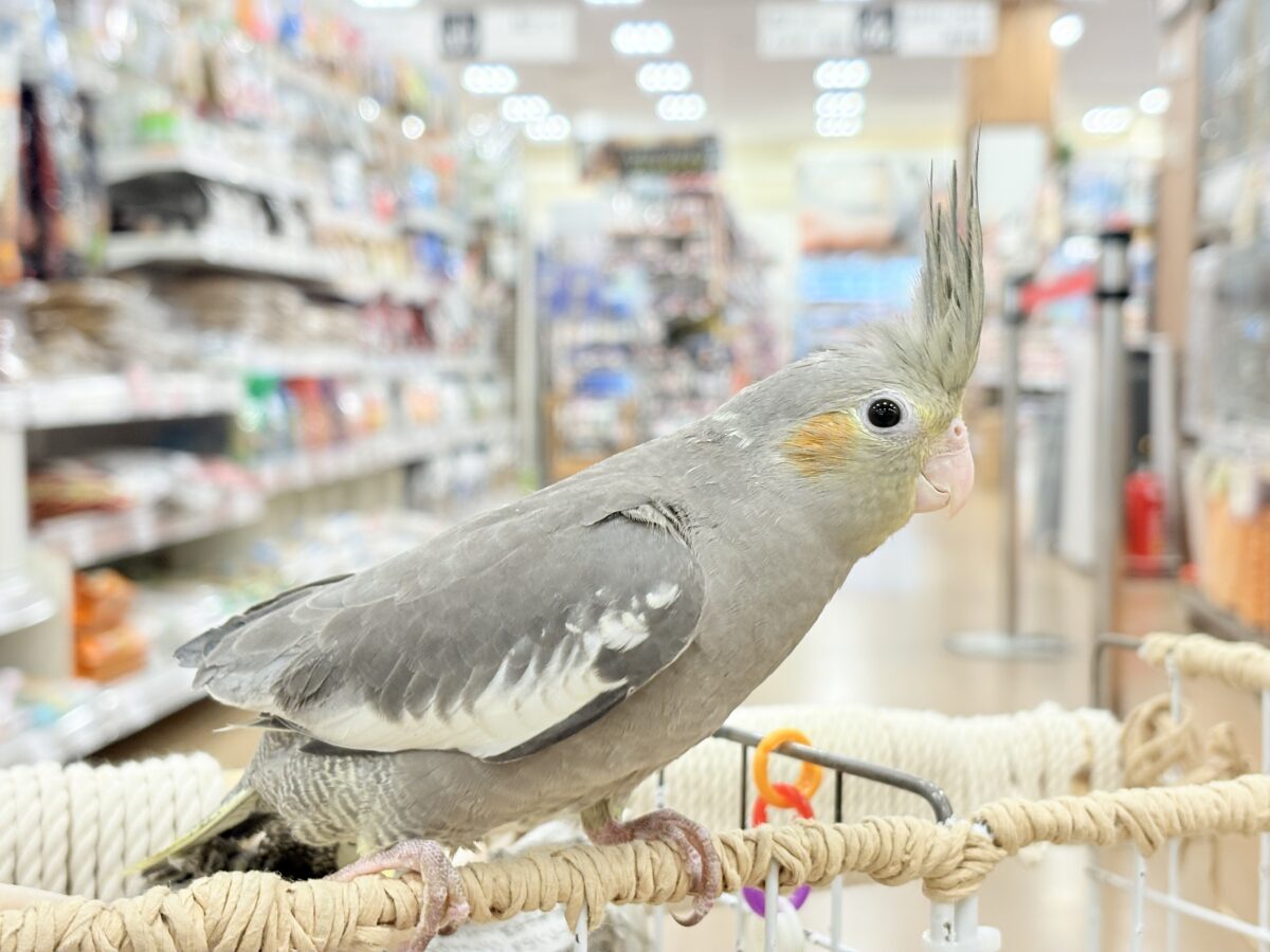オカメインコ