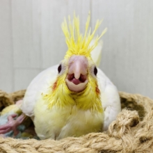 まるまる❤️癒し担当ですっ🥚💛オカメインコのルチノー❗️