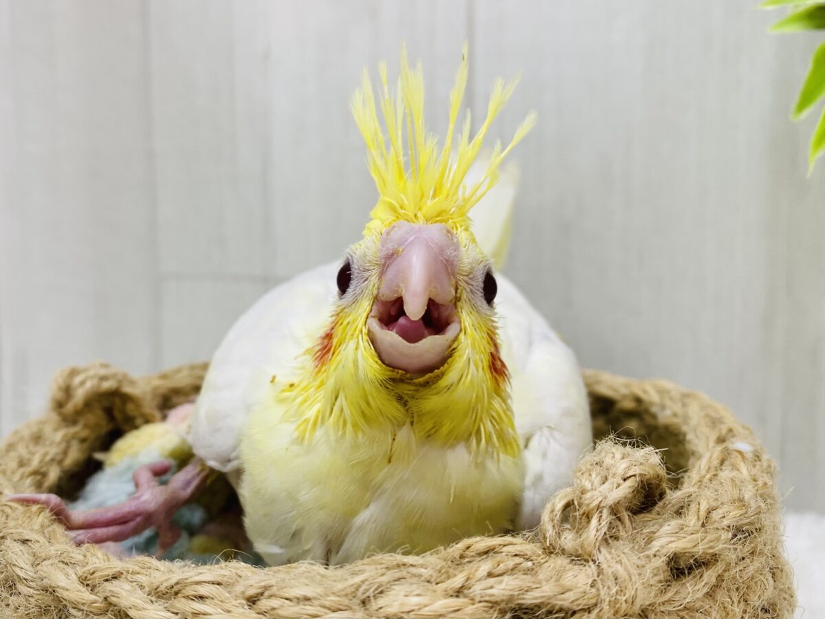 まるまる❤️癒し担当ですっ🥚💛オカメインコのルチノー❗️