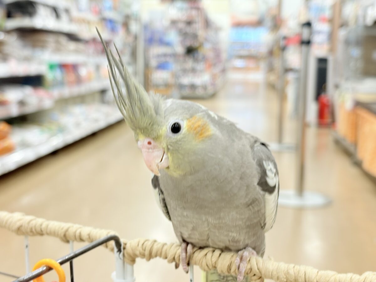 オカメインコ