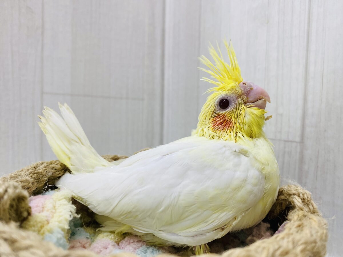 オカメインコ