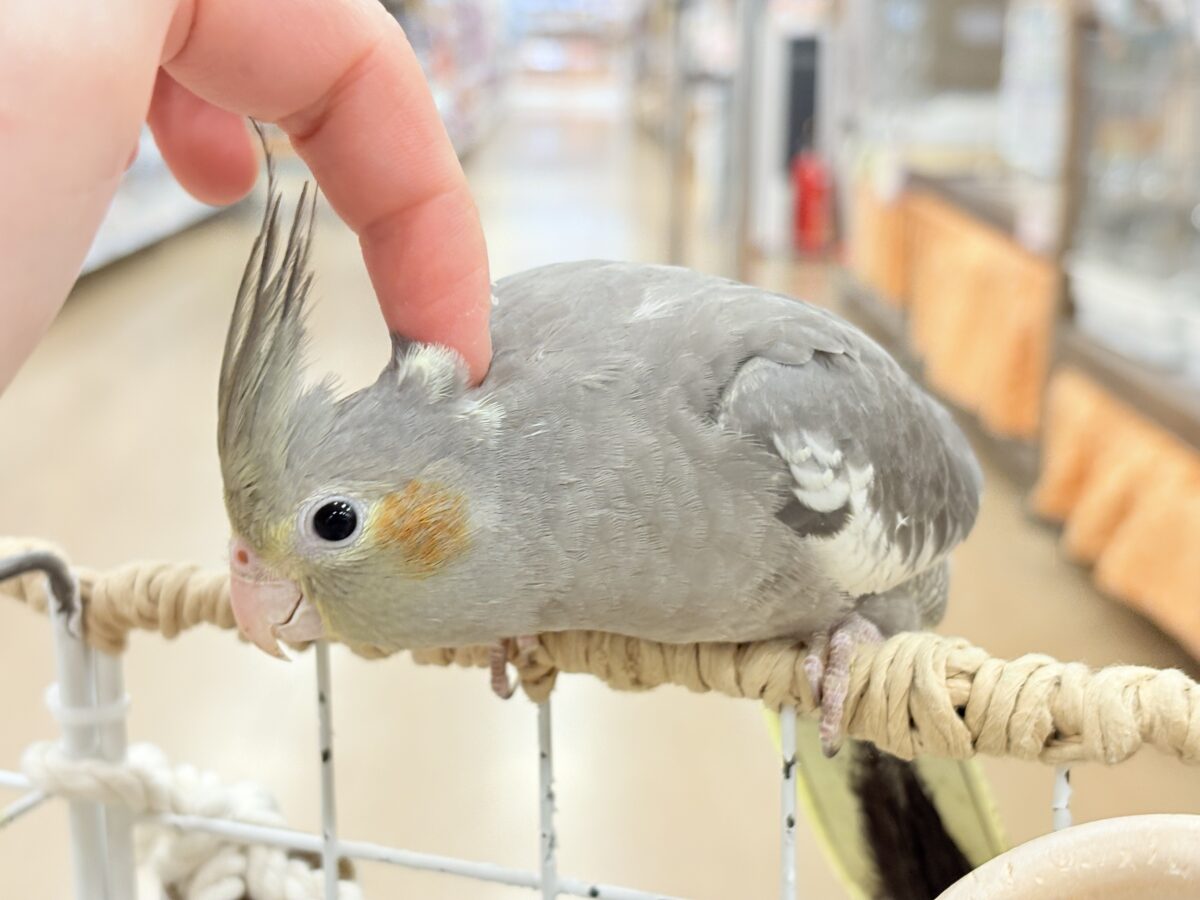 オカメインコ