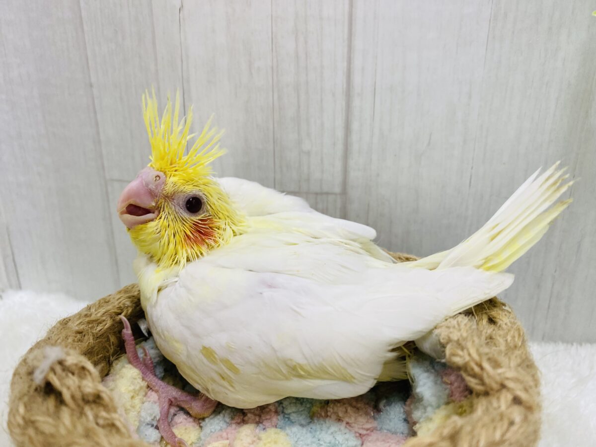 オカメインコ