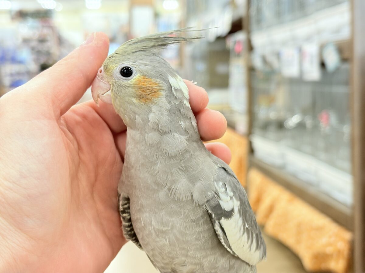 オカメインコ