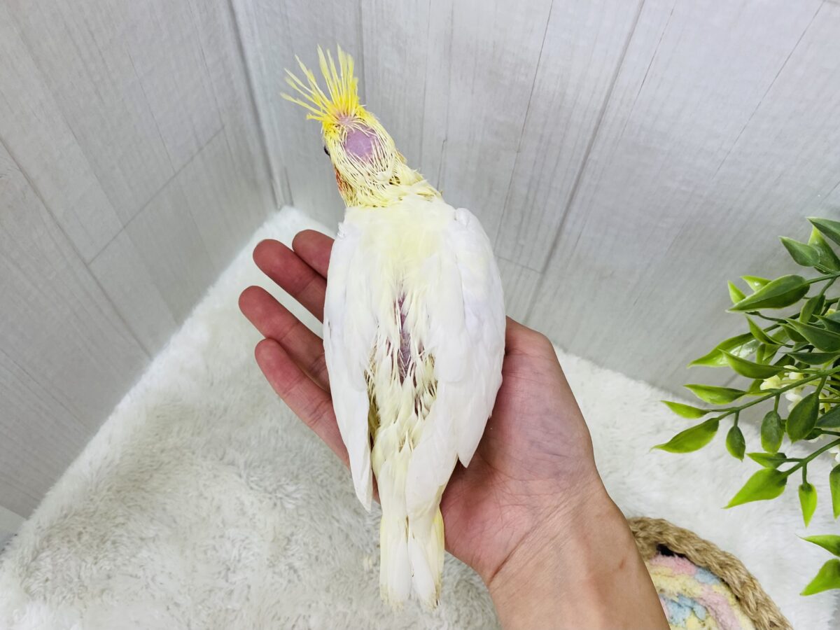 オカメインコ
