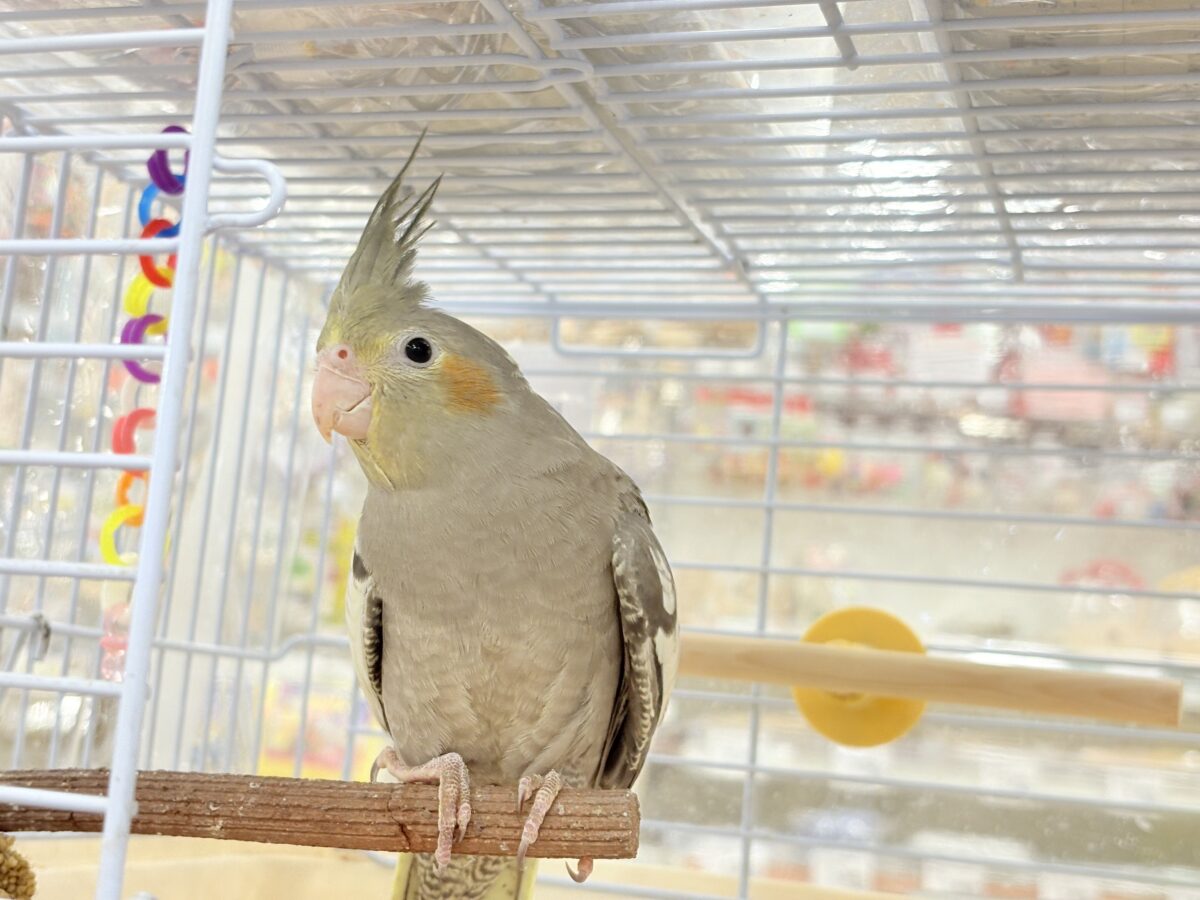 オカメインコ