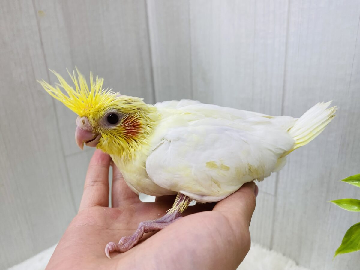 オカメインコ