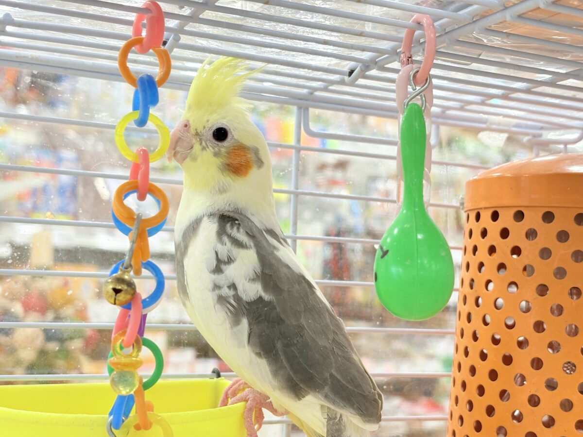 オカメインコ