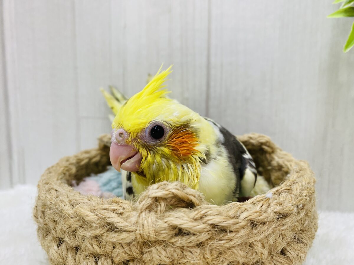 オカメインコ