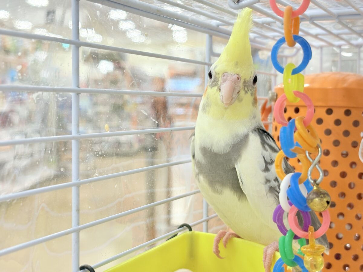 オカメインコ