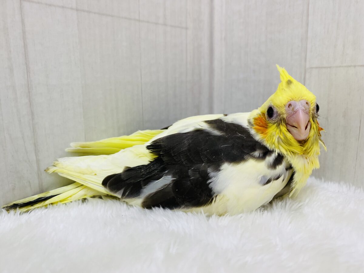 オカメインコ