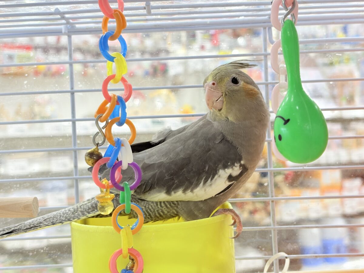 オカメインコ