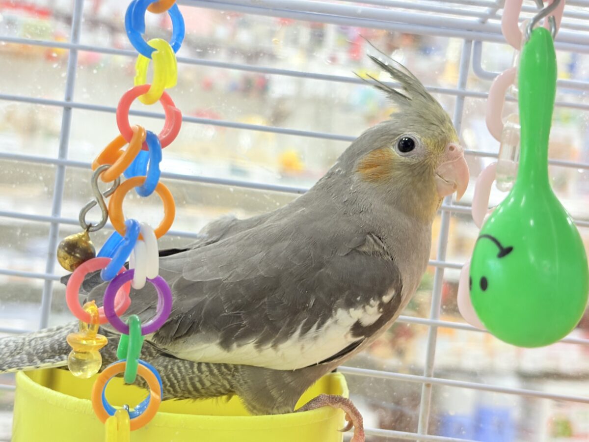 オカメインコ
