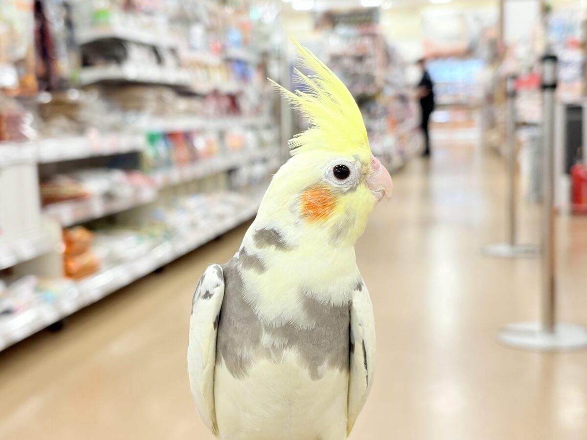 オカメインコ
